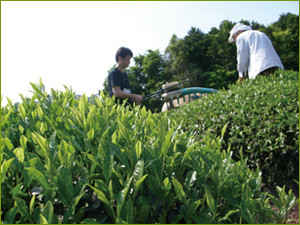 Bancha plantation