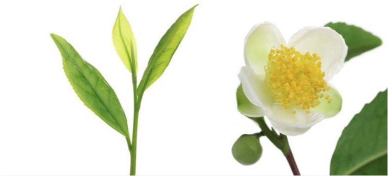 Camellia Sinensis